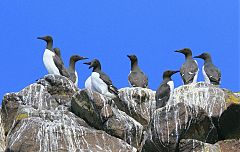 Common Murre